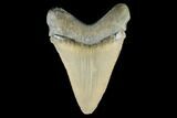 Serrated, Fossil Megalodon Tooth - Aurora, North Carolina #176584-1